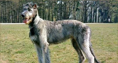 爱尔兰猎狼犬厉害吗