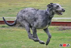 狼网 | 世界上最高大的猎犬，爱尔兰猎狼犬(将当地野狼灭绝)